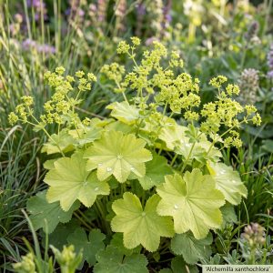 Lady’s mantle