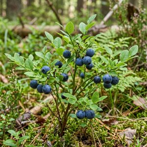 Bilberry leaf