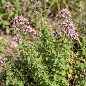 Oregano – AI-generated preview Oregano