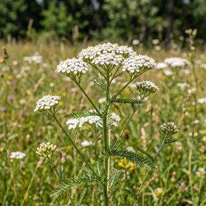 Yarrow