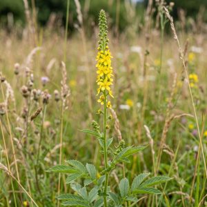 Agrimony – AI-generated preview Agrimony