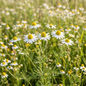 Chamomile – AI-generated preview Chamomile