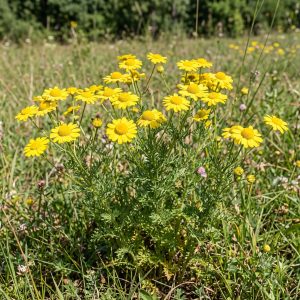 Dyer’s chamomile – AI-generated preview Dyer’s chamomile