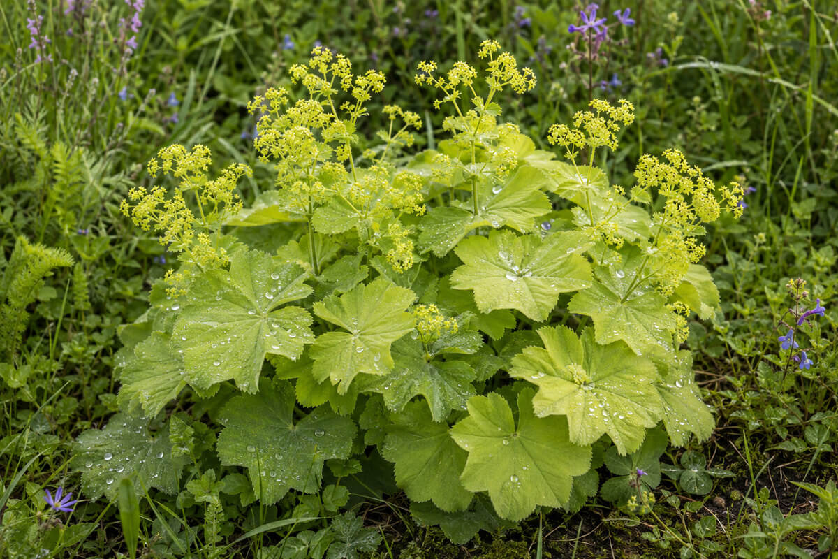 lady's mantle lady's mantle