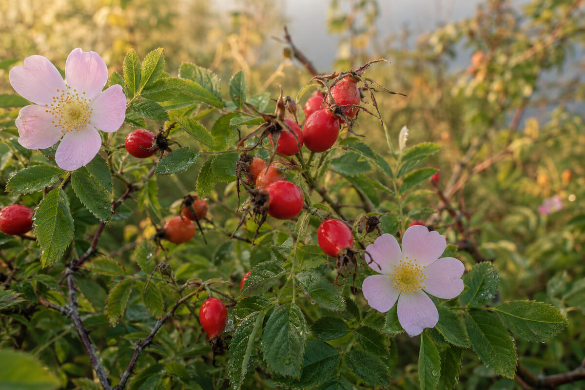 rosehip fruit rosehip fruit